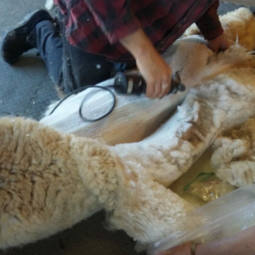 Alpaca Shearing
