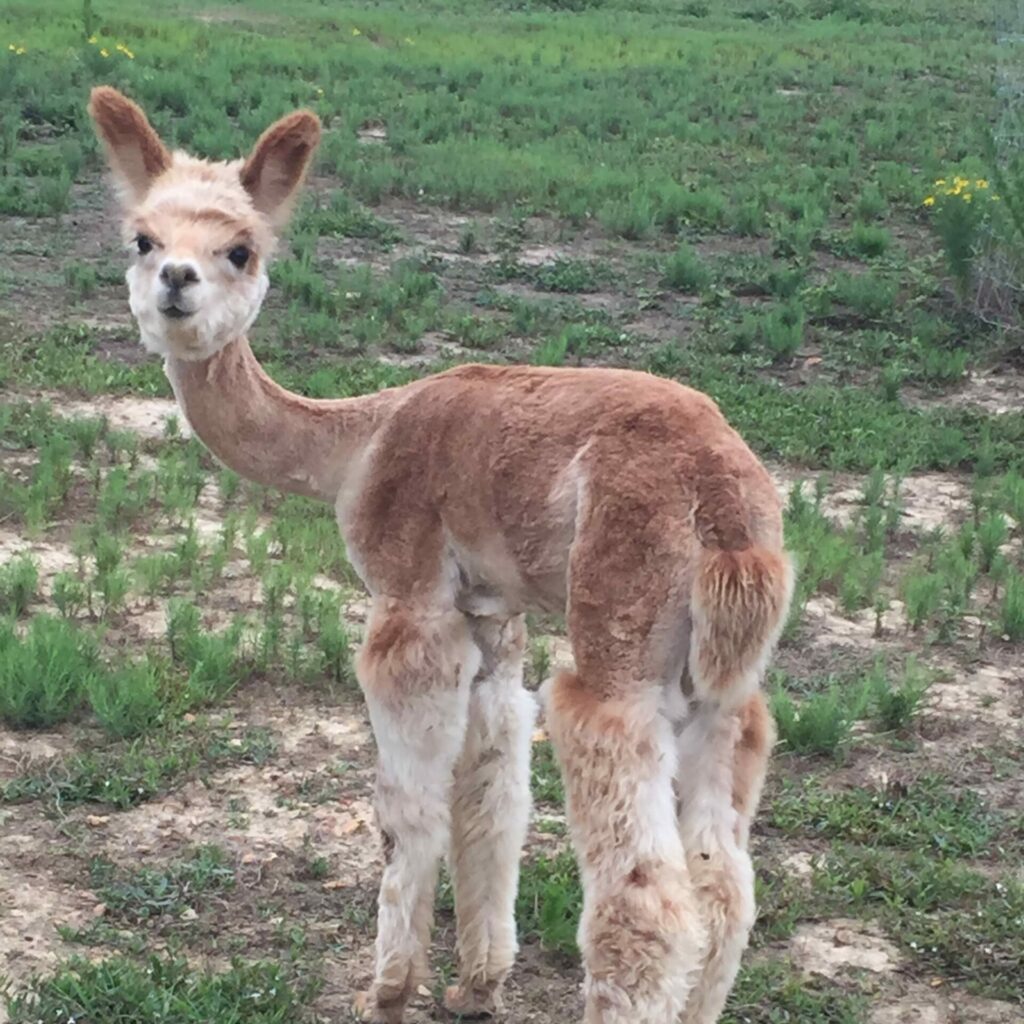 Photo of Baby Alpaca or Cria